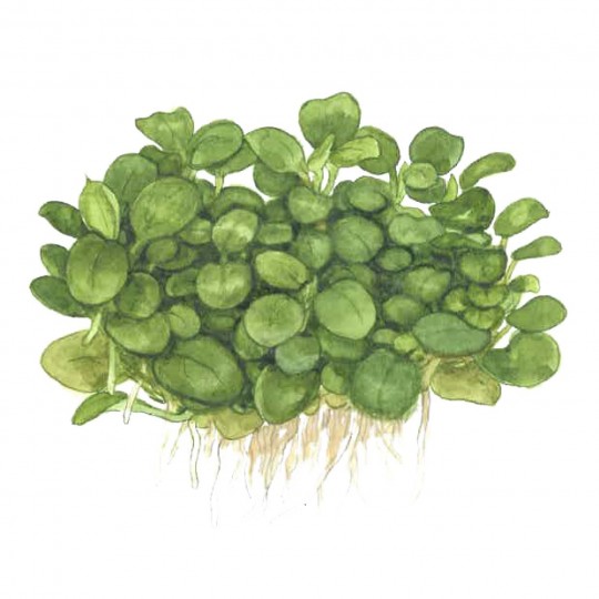 Anubias barteri 'Mini Coin' - in vitro