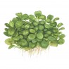 Anubias barteri 'Mini Coin' - in vitro