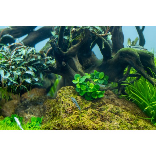 Anubias barteri 'Mini Coin' - in vitro