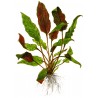 Cryptocoryne wendtii 'Mi Oya' - in vitro - Живое аквариумное растение