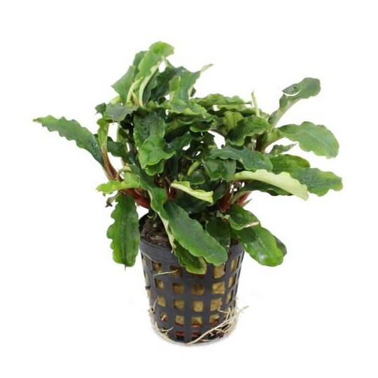 Bucephalandra 'Green Velvet'