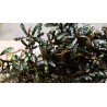 Bucephalandra sp. Black Catherine