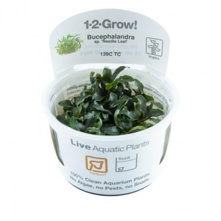 Bucephalandra sp. 'Needle Leaf'  - in vitro