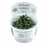 Bucephalandra sp. 'Needle Leaf'  - in vitro