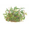 Bucephalandra sp. 'Needle Leaf'  - in vitro