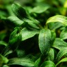 Bucephalandra sp. 'Needle Leaf'  - in vitro