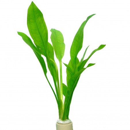 Echinodorus bleheri