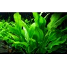 Echinodorus bleheri