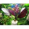 Echinodorus Aflame - dzīvs akvārija augs
