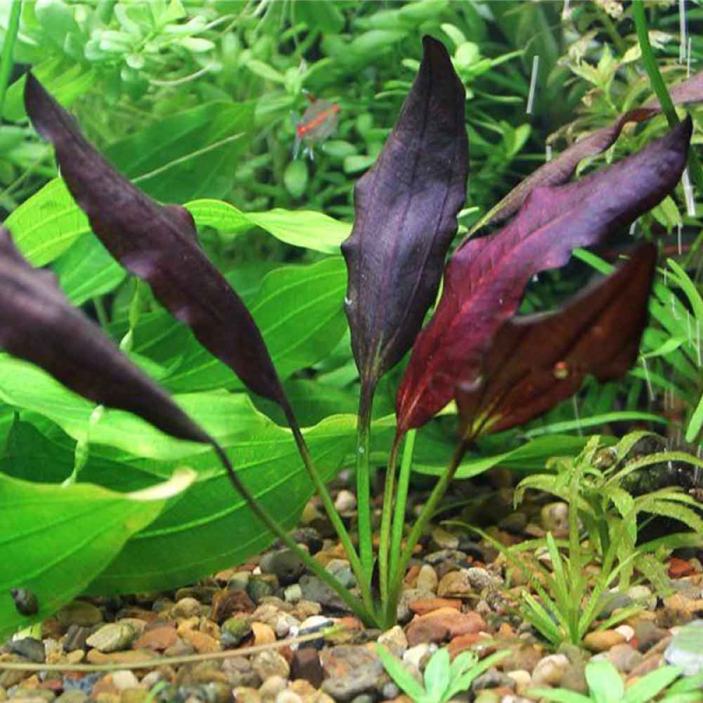 Echinodorus Aflame - dzīvs akvārija augs