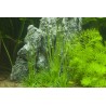 Eriocaulon cinereum