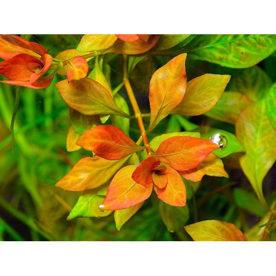 Ludwigia sp. 'Dark Orange' ('Atlantis')