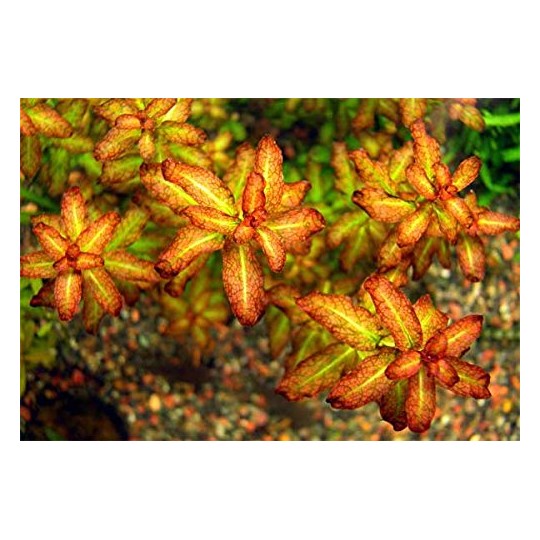 Ludwigia sp. «Гвинея» - Ludwigia senegalensis ("Guinea")