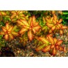 Ludwigia sp. «Гвинея» - Ludwigia senegalensis ("Guinea")