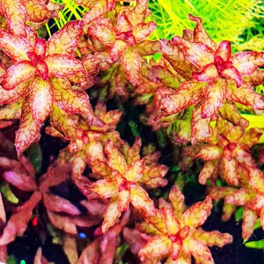 Ludwigia sp. «Гвинея» - Ludwigia senegalensis ("Guinea")