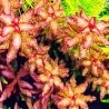 Ludwigia senegalensis ("Guinea")  - Senegal Ludwigia