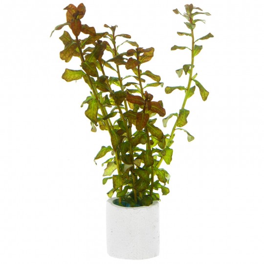 Ludwigia sp. «Гвинея» - Ludwigia senegalensis ("Guinea")