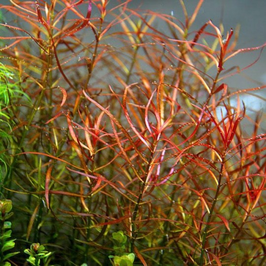 Ludwigia arcuata