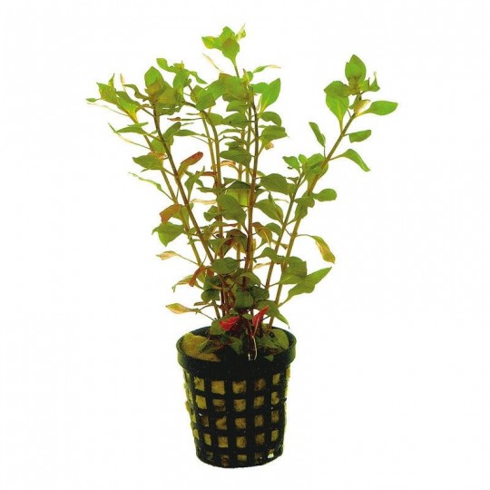 Ludwigia palustris Red - dzīvs akvārija augs