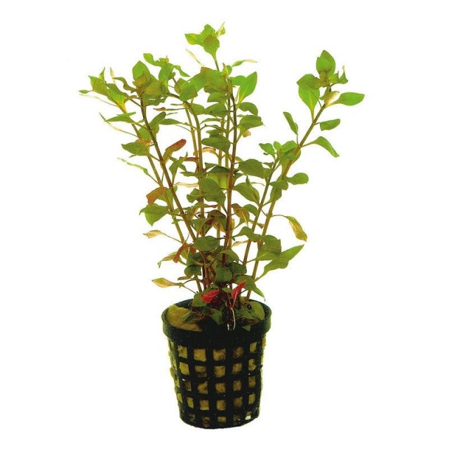 Ludwigia palustris Red - dzīvs akvārija augs