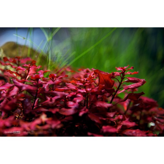 Ludwigia palustris Red - dzīvs akvārija augs