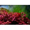 Ludwigia palustris Red - dzīvs akvārija augs