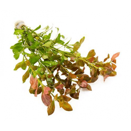 Ludwigia repens