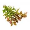 Ludwigia repens