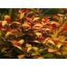 Ludwigia repens