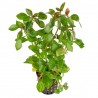 Ludwigia sp. Mesacana - dzīvs akvārija augs