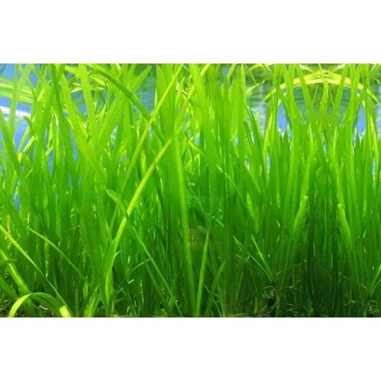 Vallisneria spiralis - 1 bunch (3 plants)