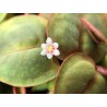 Phyllanthus fluitans