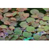 Phyllanthus fluitans