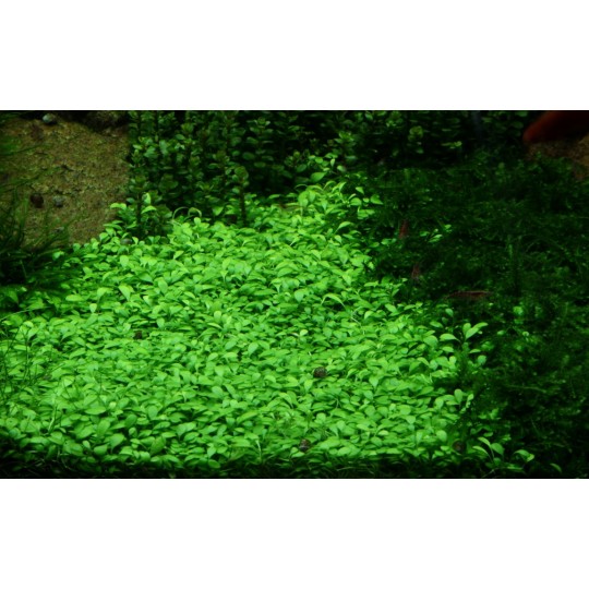 Glossostigma elatinoides
