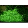Glossostigma elatinoides