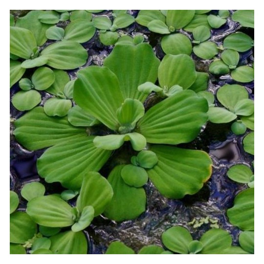 Laitue d'eau - Pistia stratiotes