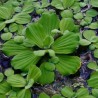 Laitue d'eau - Pistia stratiotes
