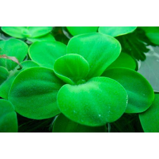 Laitue d'eau - Pistia stratiotes
