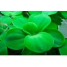 Laitue d'eau - Pistia stratiotes