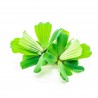Laitue d'eau - Pistia stratiotes