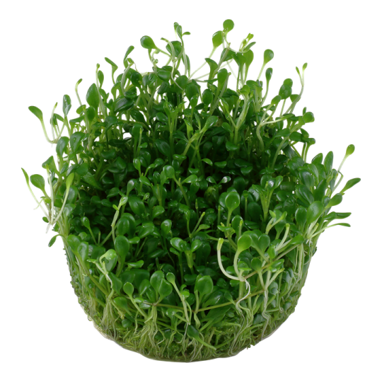 Glossostigma elatinoides