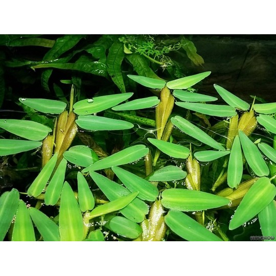Hygroyza aristata