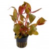 Alternanthera reinickii 'Purple' / Alternanthera Lilacina