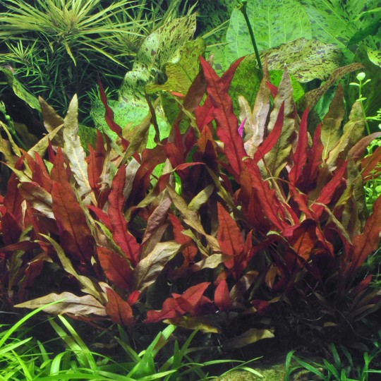 Alternanthera reinickii 'Purple' / Alternanthera Lilacina