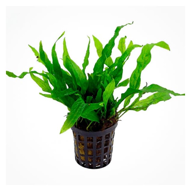 Microsorum pteropus petite/mini - Petit Java fern