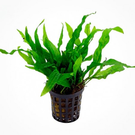 Microsorum pteropus petite/mini - Petit Java fern