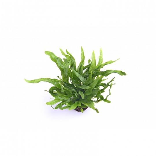 Microsorum pteropus petite/mini - Petit Java fern