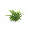 Microsorum pteropus petite/mini - Petit Java fern