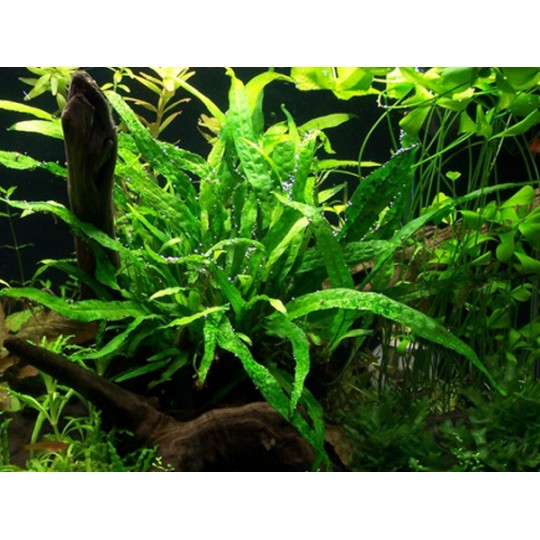 Microsorum pteropus petite/mini - Petit Java fern