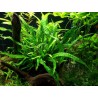 Microsorum pteropus petite/mini - Petit Java fern